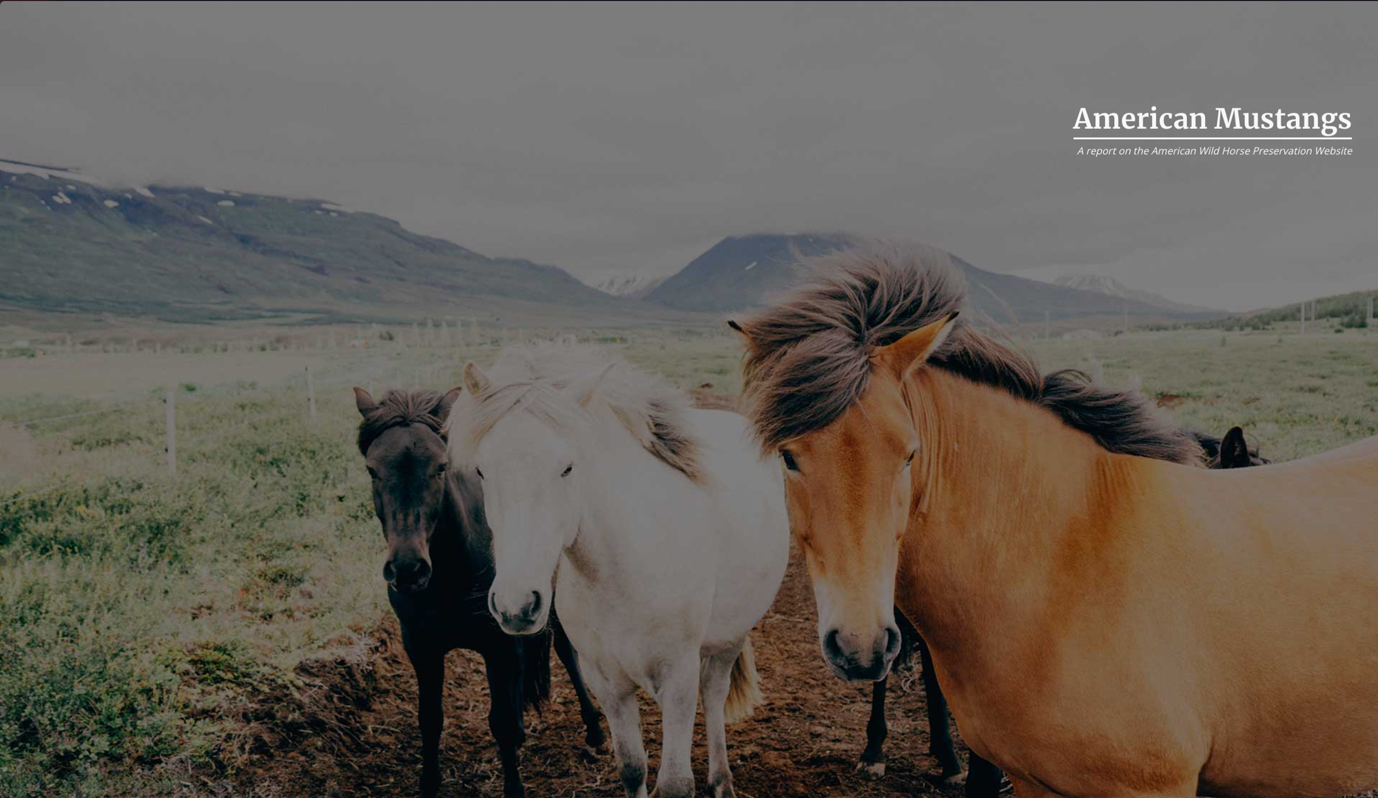 Wild Mustangs report landing page